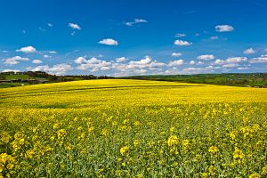 Rapeseed Field